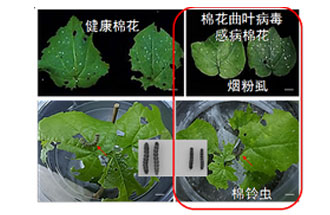 近日，微生物研究所發(fā)現(xiàn)雙生病毒調(diào)控植物免疫平衡實現(xiàn)全新生態(tài)功能